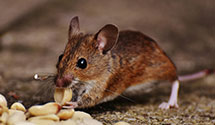 24 Hour & Emergency Exterminators in Cornish, ME